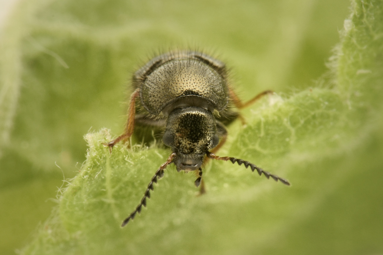Dasytidae: Aplocnemus sp? S. A. chalconatus